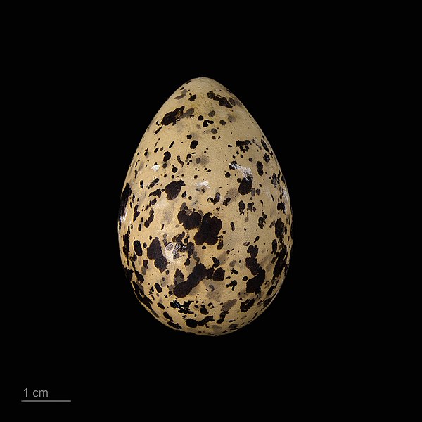 File:Sterna dougallii dougallii MHNT.ZOO.2010.11.132.10.jpg