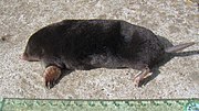 Black mole