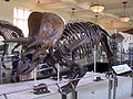 Skeleton of Triceratops