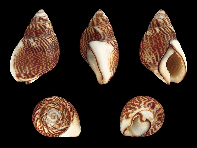 File:Tritia pfeifferi 01.jpg