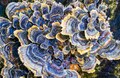 Turkey tail mushroom