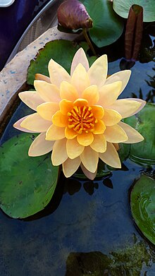 Water Lily in Hyderabad.jpg