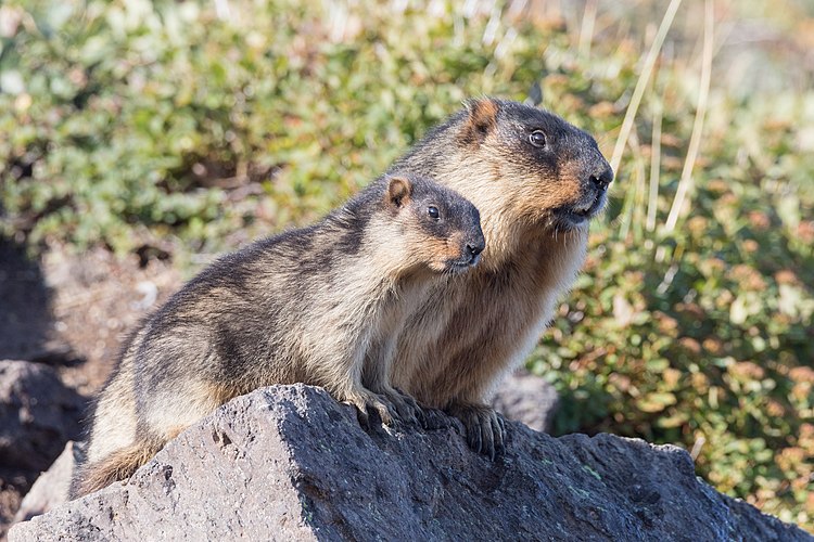 Пара черношапочных сурков (Marmota camtschatica) в Южно-Камчатском природном парке