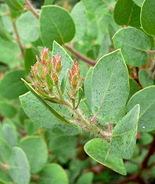 Arctostaphylos catalinae 2.jpg