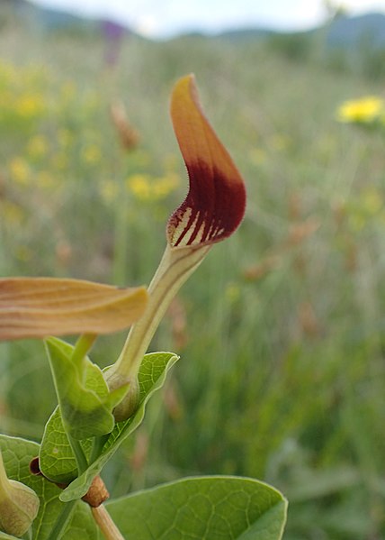 File:Aristolochia rotunda kz08.jpg