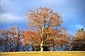 Baum Schwäbisch Alb