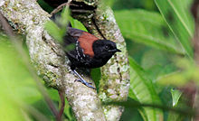 Black-hooded Antwren. RJ 01.jpg