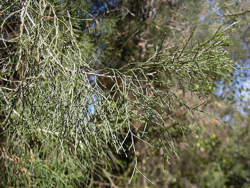 File:Callitris columellaris foliage.jpg