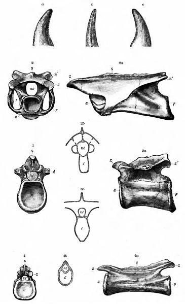 File:Coelurus vetebrea Marsh 1884.jpg