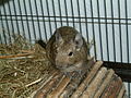 Octodon degus in captivity.