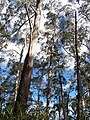 Blue Mountains Ash on Mount Banda Banda