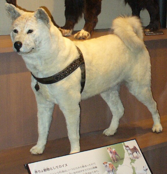 File:Hachiko-hakusei.jpg