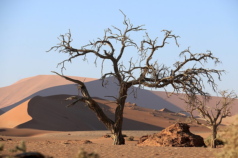 File:Kameldornbaum Sossusvlei.jpg