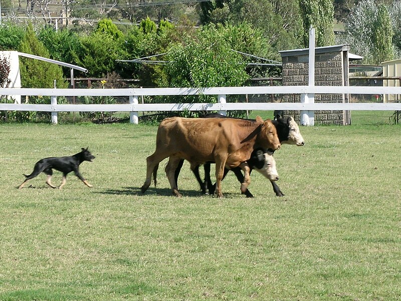 File:Kelpie cattle 2.JPG