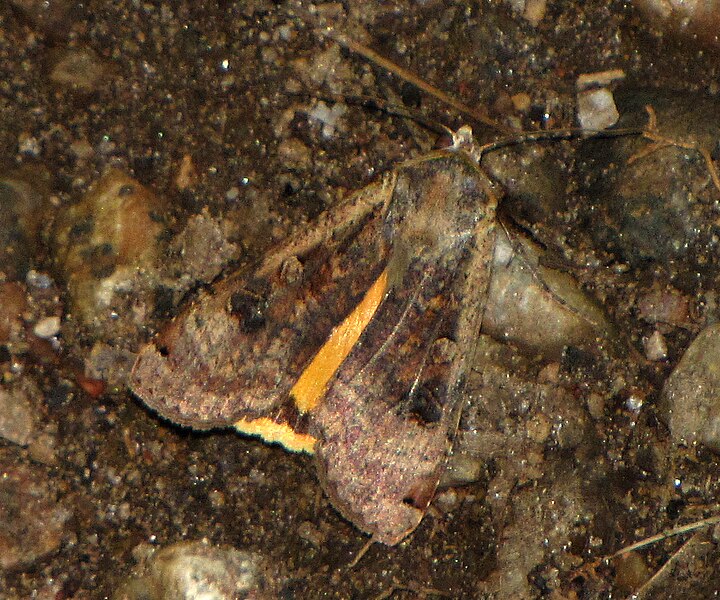 File:Large Yellow Underwing moth.jpg