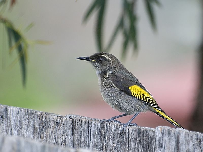 Файл:Male Crescent Honeyeater.jpg