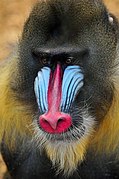 Mandrill (Mandrillus sphinx).