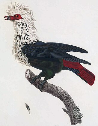 Illustration of the extinct Mauritius blue pigeon, from Les Pigeons (1811)