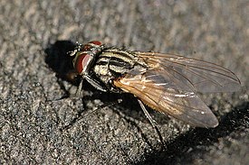 Самка комнатной шмухи (Musca domestica)