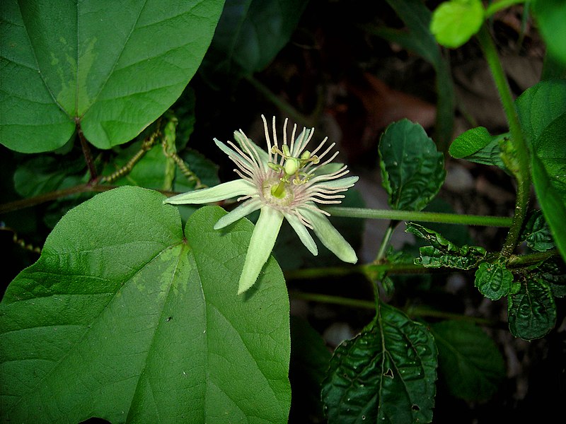 Файл:Passiflora rubra.jpg