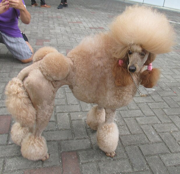 File:Poodle Champion Dog Show.jpg