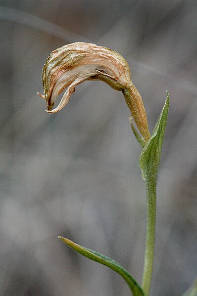 File:Pterostylis stenochila setting seeds.jpg