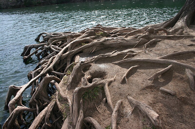 File:Roots and Soil Erosion.jpg