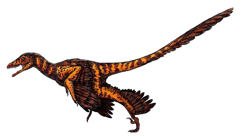 File:Sinornithosaurus.jpg