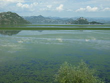 Skadarsko jezero 2006.JPG