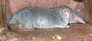 Gray shrew