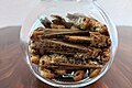 Migratory locusts as food (or ingredient)