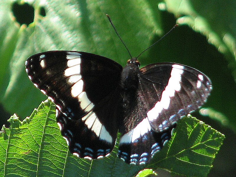 File:White Admiral.jpg