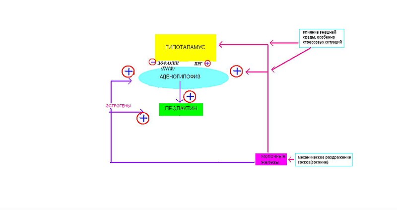 Файл:Схема секреции пролактина.jpg