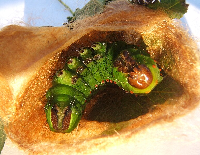 Файл:Actias selene prepupa sjh.jpg