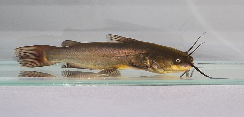 File:Ameiurus melas 2021 G1.jpg