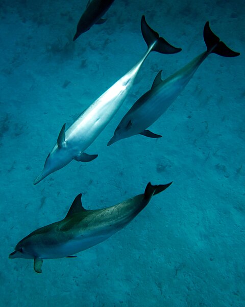 File:Atlantic Spotted Dolphin.jpg