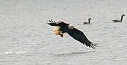 Birds of prey (like this Bald eagle) occupy the top of their food chains and are apex predators.