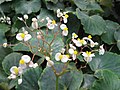 Бегония (Begonia floccifera)