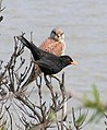 A male attempts to distract a male Kestrel that is too close to its nest