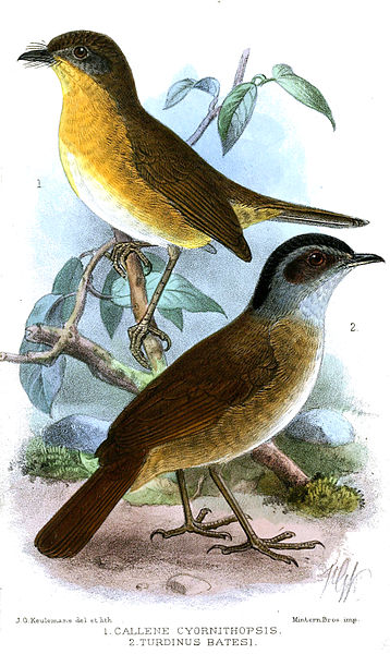 File:CalleneTurdinusKeulemans.jpg