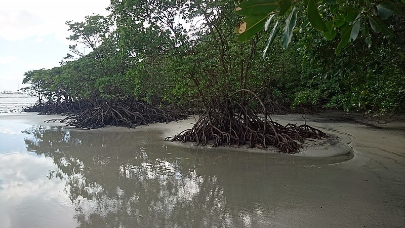 File:Cape Tribulation Mangroves.jpg