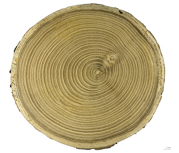 Файл:Castanea sativa MHNT.BOT.2006.0.1272.JPG