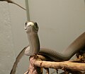 A black mamba looking right at the camera