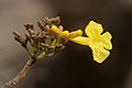 Flower in Kolkata, West Bengal, India.