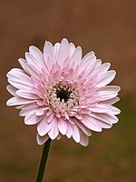 Gerbera × hybrida