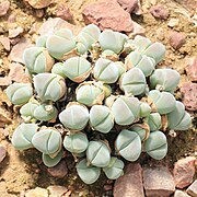 Gibbaeum dispar