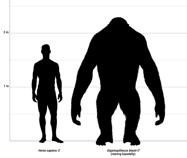 Файл:Gigantopithecus size comparison.png