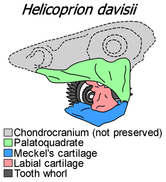 File:Helicoprion skull diagram (NP).png