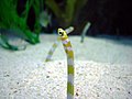 Splendid garden eel from the Wild Reef exhibit