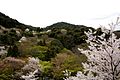 A hillside in the spring